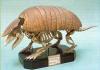 Scheletro di armadillo dalle 6 fasce