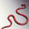 Serpente corallo 