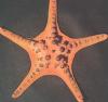 Stella di mare della Malesia "Protoreaster nodosus"