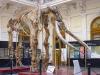 Elefante antico