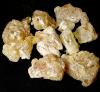 Asafoetida (Ferula assafetida, famiglia Apiaceae) 