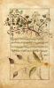 Kitāb-al-Ḥašā’iš (Libro delle erbe)