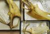 Museo di Storia Naturale Giacomo Doria – sterno