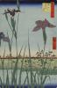 Gli iris hanashobu di Horikiri - Museo Chiossone, Genova
